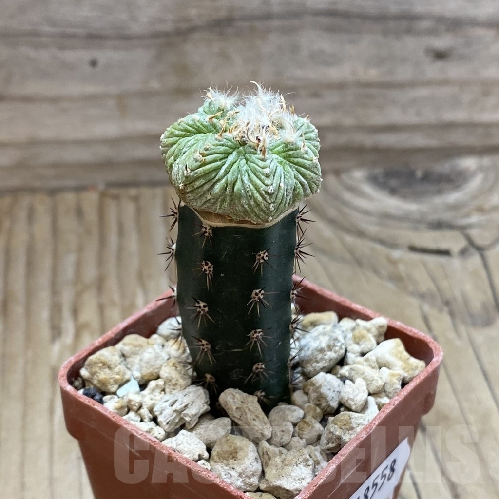 SH18558 Aztekium ritteri, grafted - Зображення 2