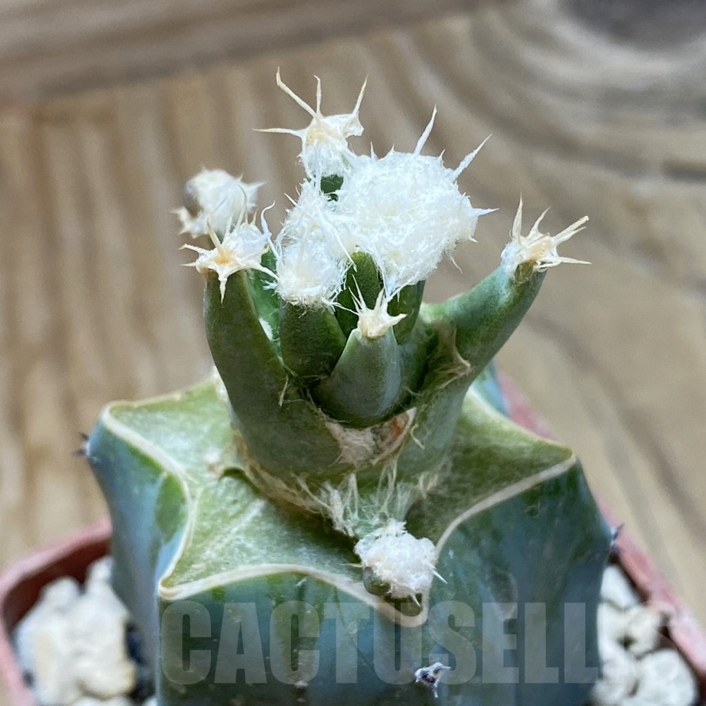 SH18559 Leuchtenbergia principis f. monstrosa, grafted