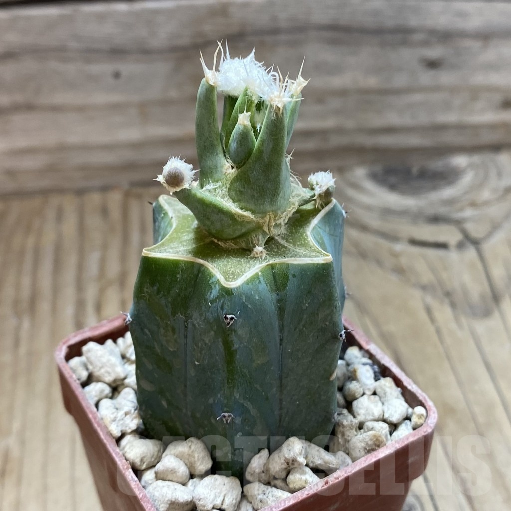 SH18559 Leuchtenbergia principis f. monstrosa, grafted - Image 2