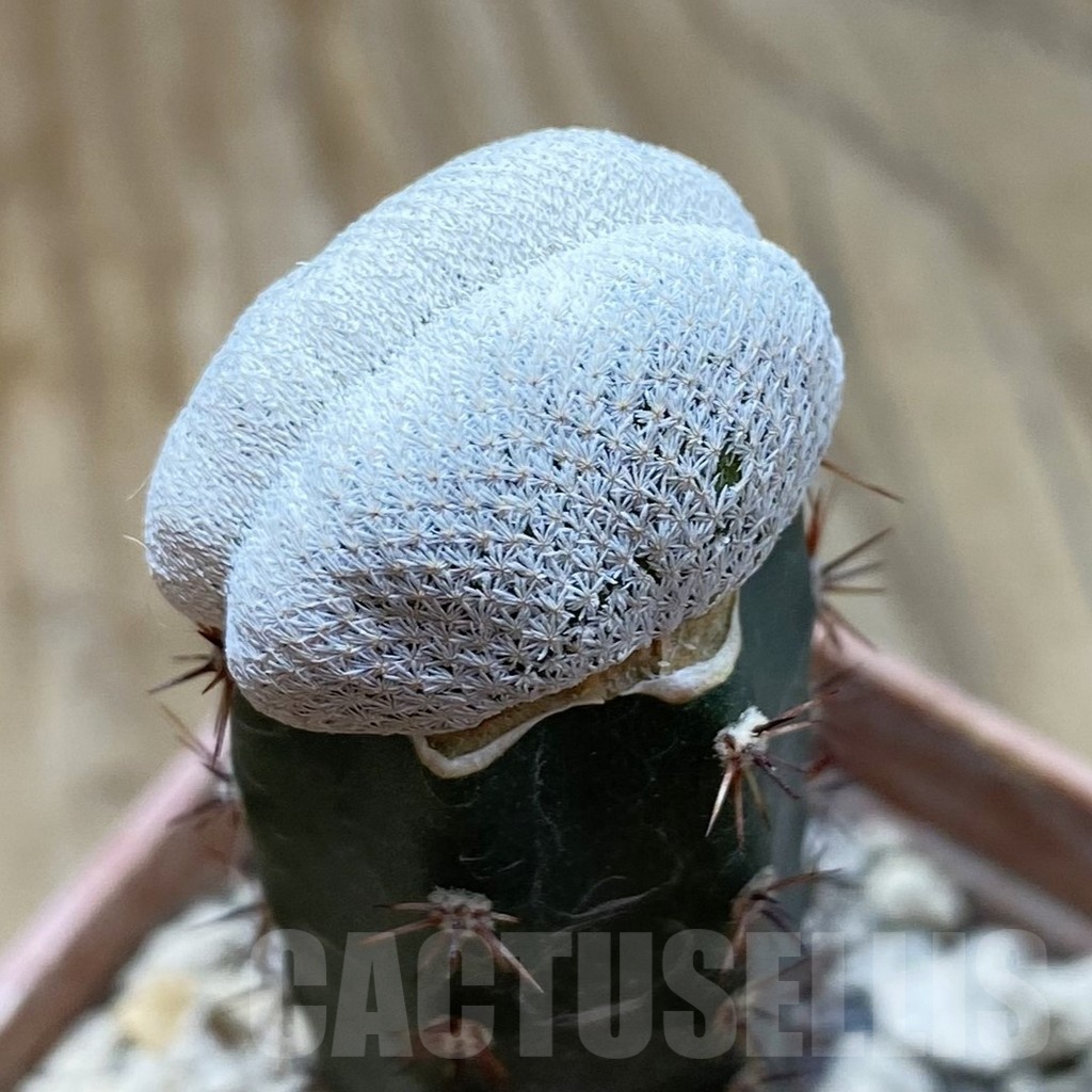 SH18560 Epithelantha bokei f. cristata, grafted