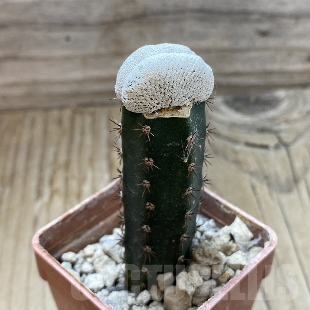 SH18560 Epithelantha bokei f. cristata, grafted - Image 2