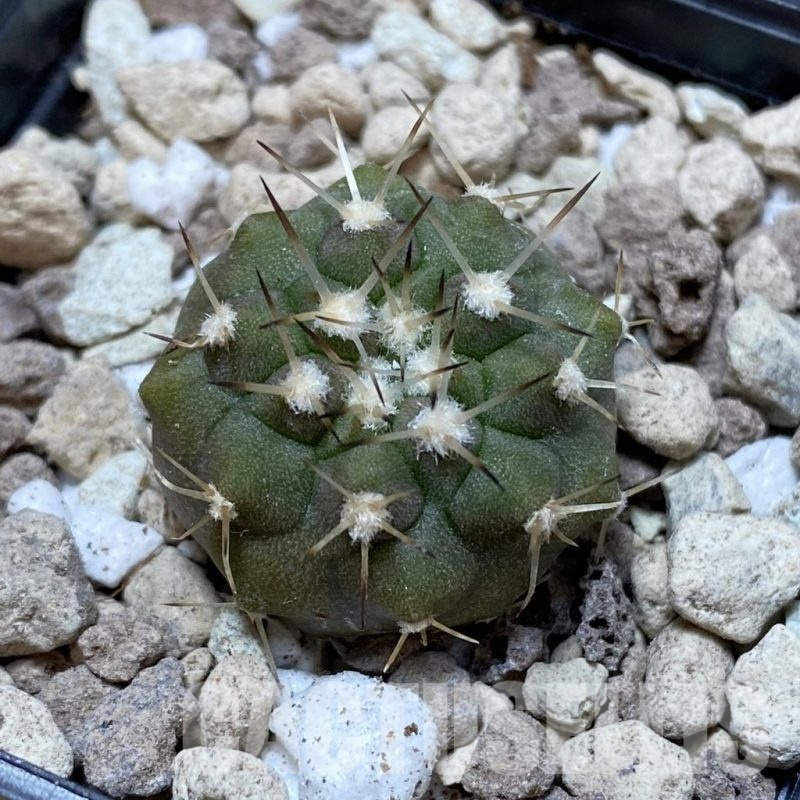 SH18495 Copiapoa cinerea v. albispina PHA 3028