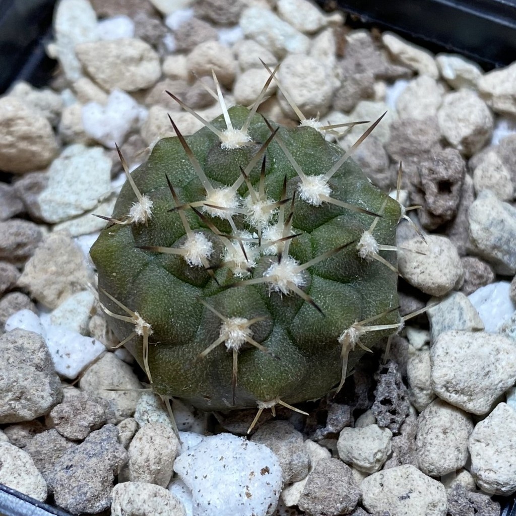SH18495 Copiapoa cinerea v. albispina PHA 3028