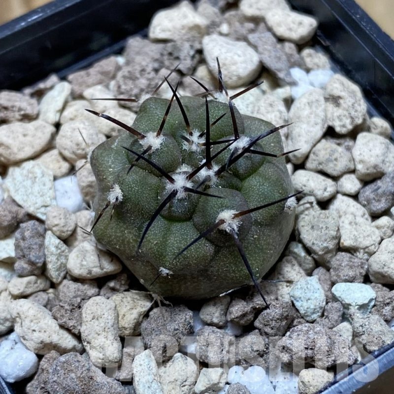 SH18502 Copiapoa cinerea PHA 3028