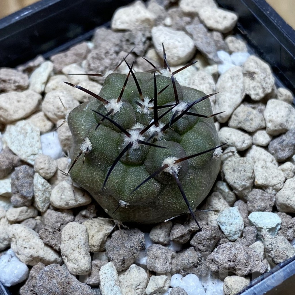 SH18502 Copiapoa cinerea PHA 3028