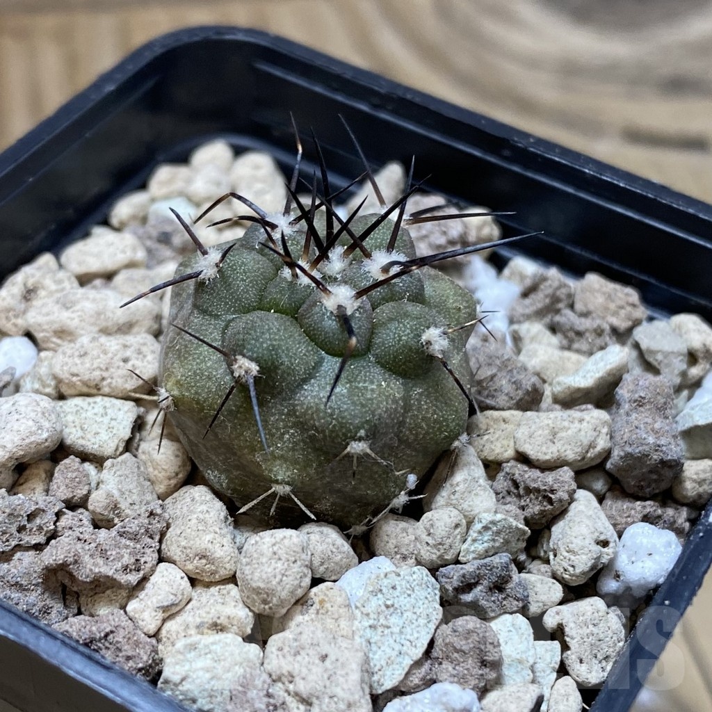 SH18502 Copiapoa cinerea PHA 3028 - immagine 2