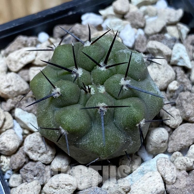 SH18503 Copiapoa cinerea PHA 3028