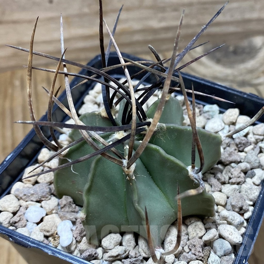 SH18504 Astrophytum niveum v. nudum