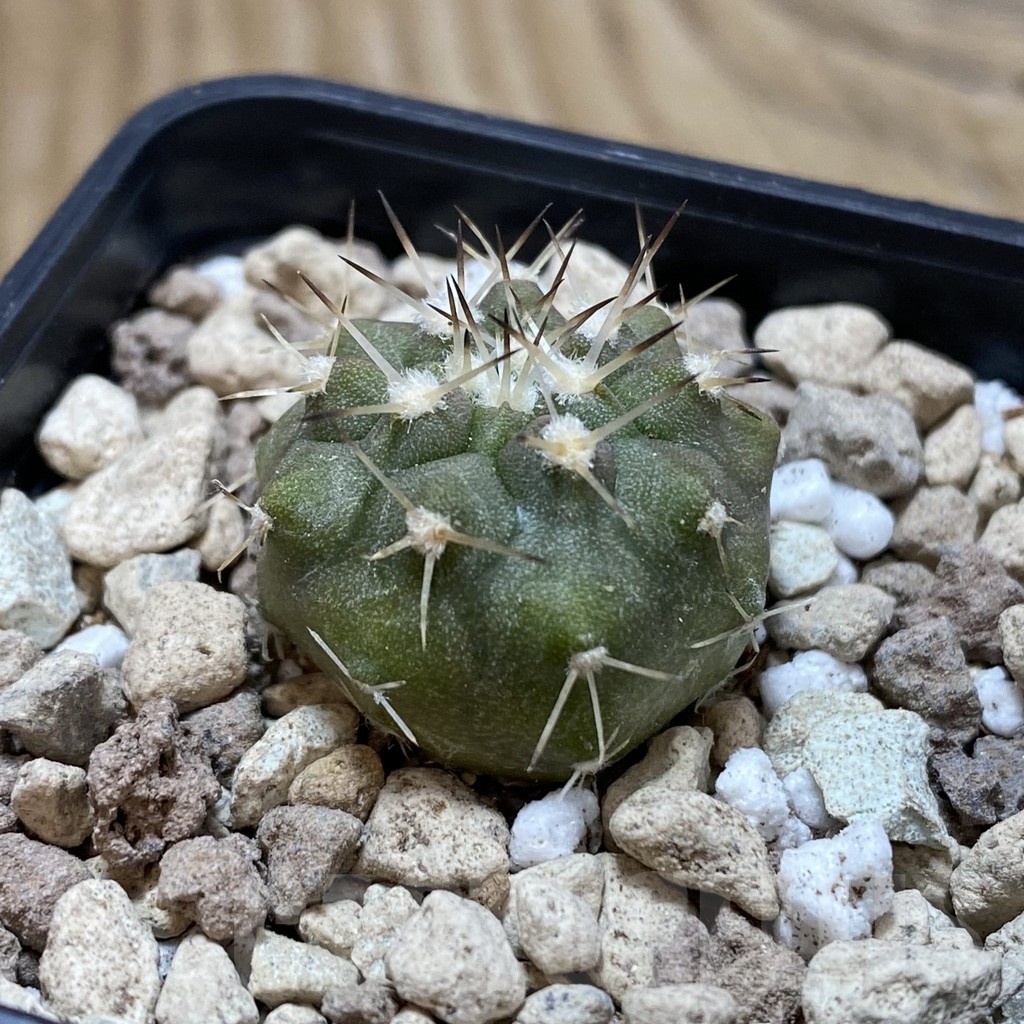 SH18495 Copiapoa cinerea v. albispina PHA 3028 - immagine 2