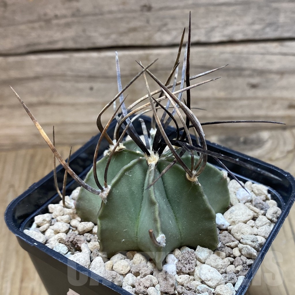 SH18504 Astrophytum niveum v. nudum – Image 2