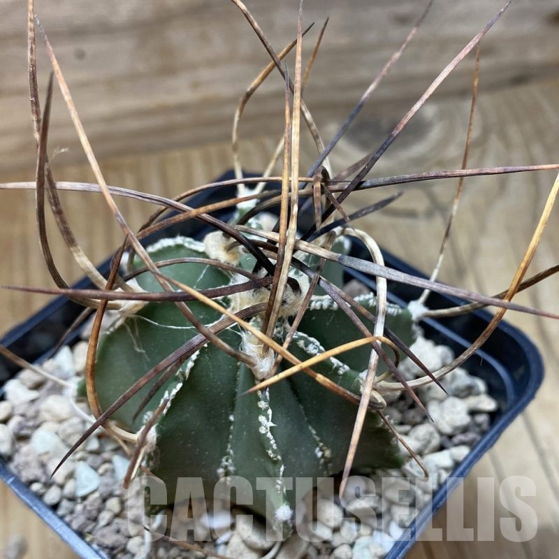 SH18506 Astrophytum niveum v. nudum