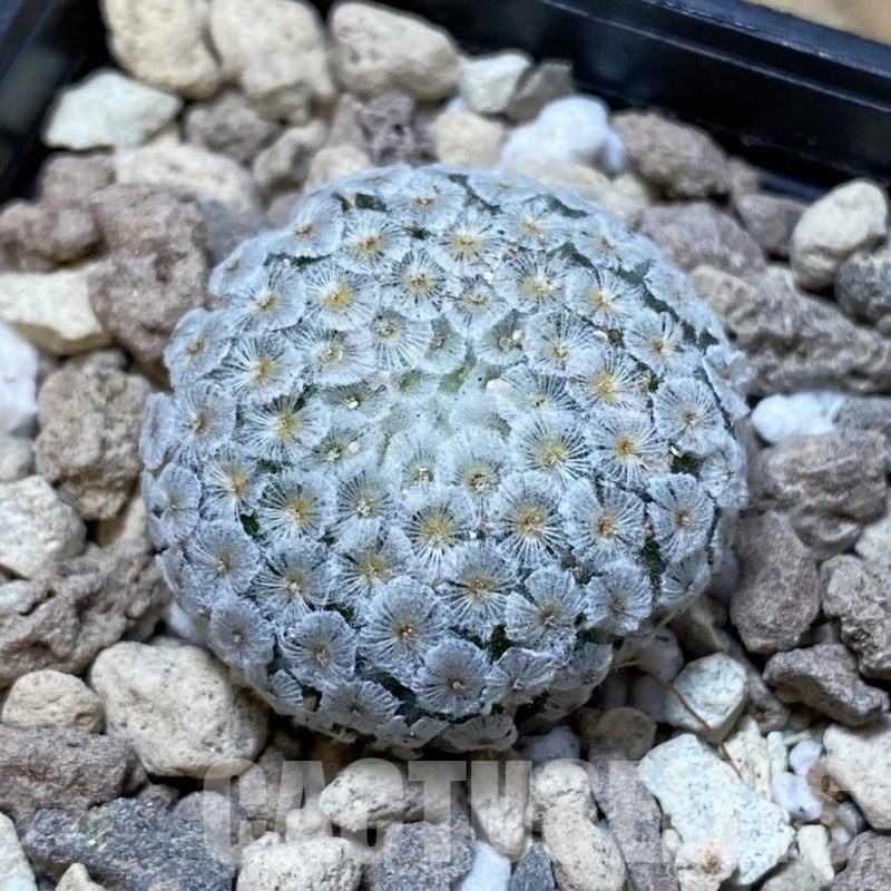 SH18510 Mammillaria breviplumosa GCG12500