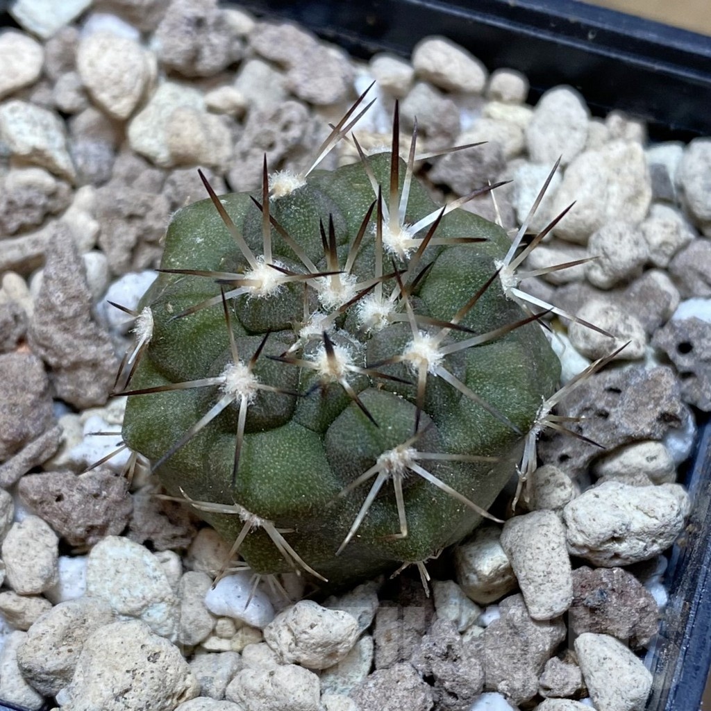 SH18496 Copiapoa cinerea v. albispina PHA 3028