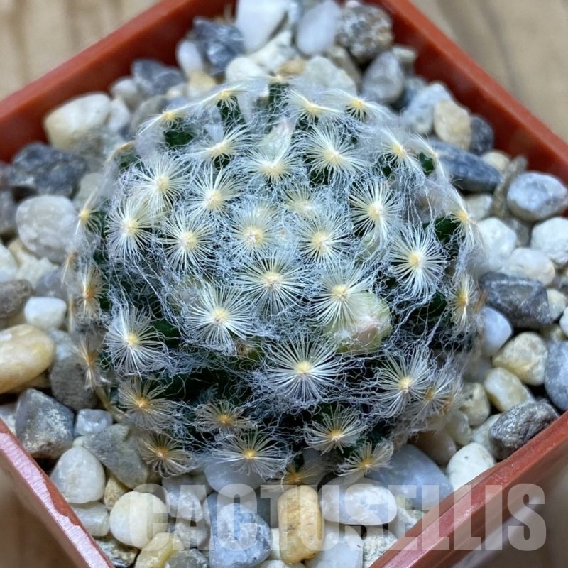 SH18512 Mammillaria schiedeana v. plumosa