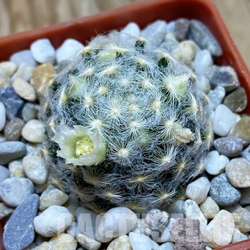 SH18513 Mammillaria schiedeana v. plumosa