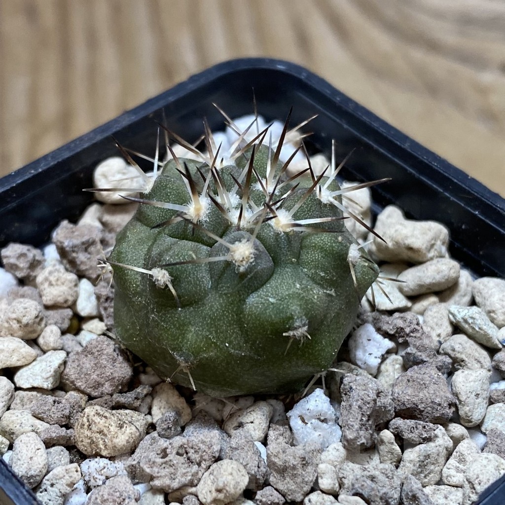 SH18496 Copiapoa cinerea v. albispina PHA 3028 - Image 2