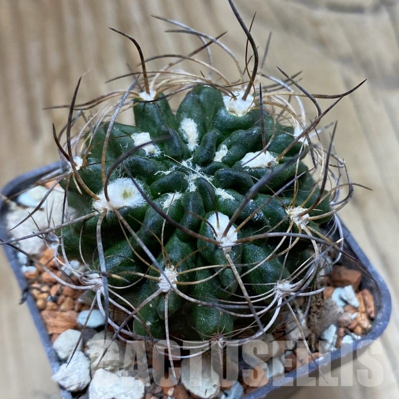 SH18519 Eriosyce taltalensis