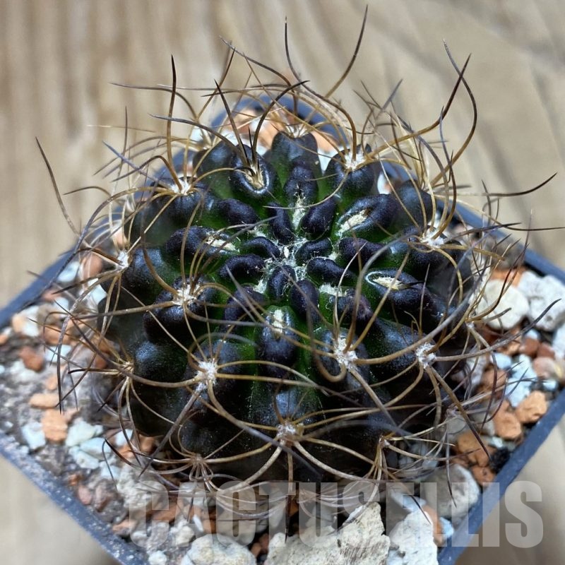 SH18520 Eriosyce taltalensis