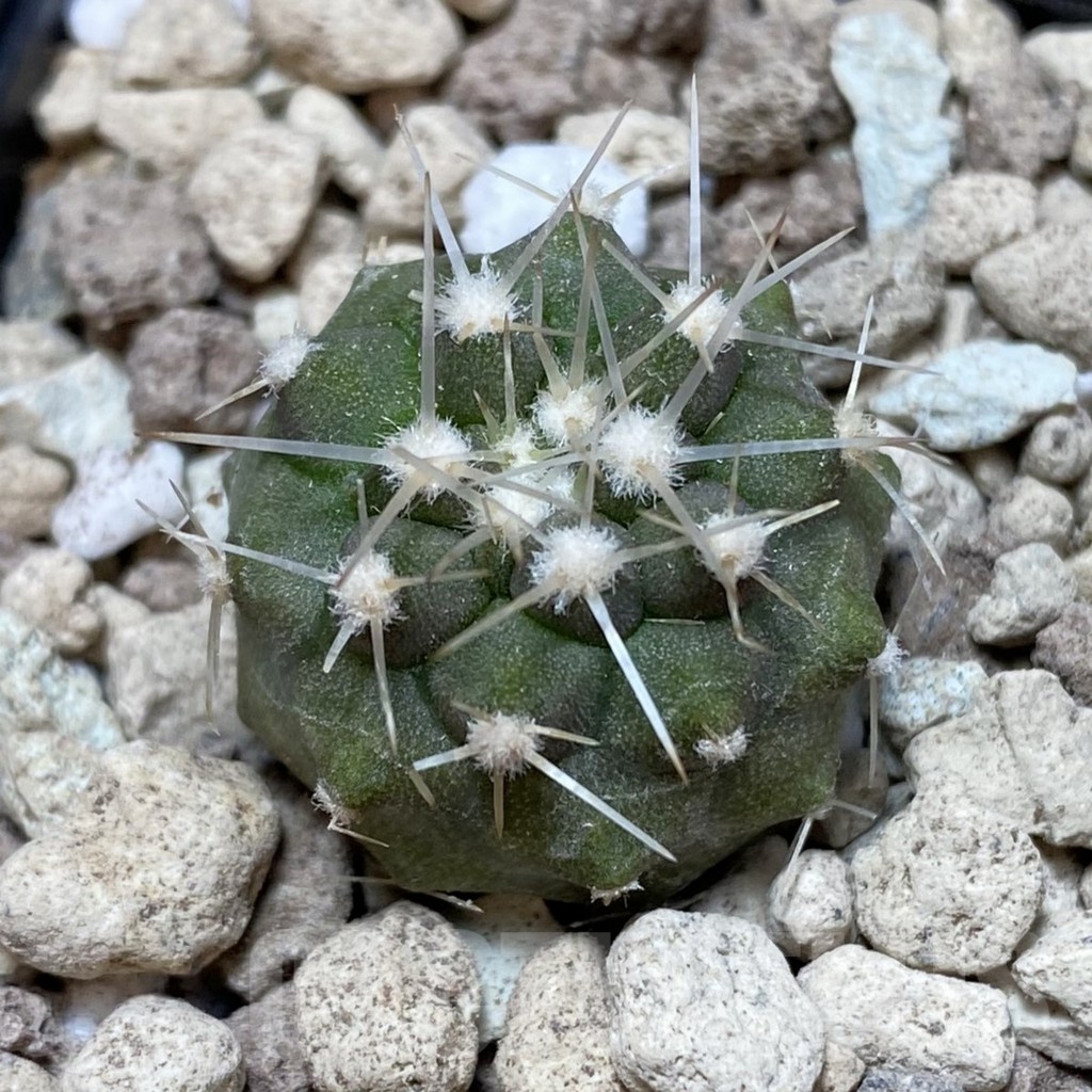 SH18497 Copiapoa cinerea v. albispina PHA 3028