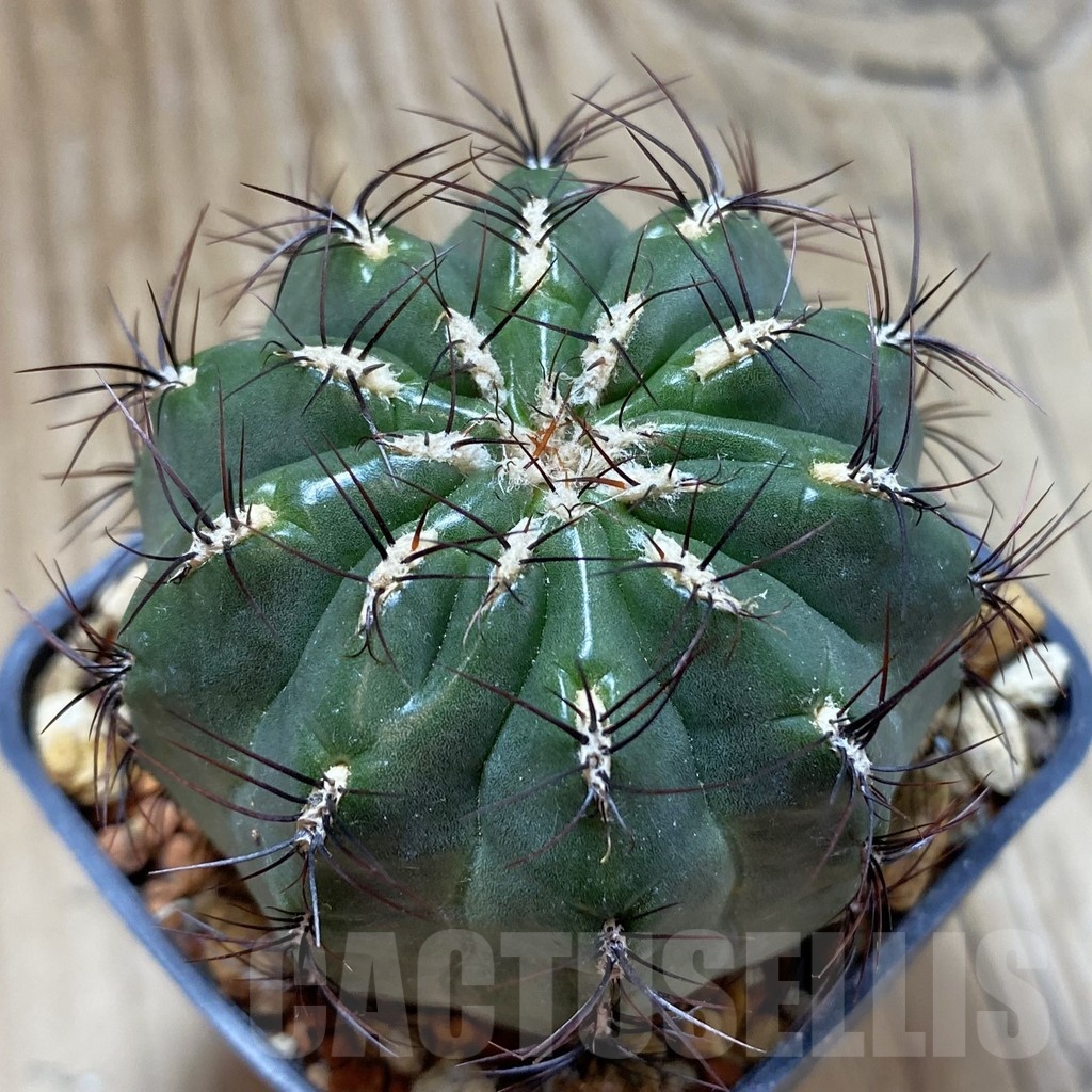 SH18521 Oroya peruviana