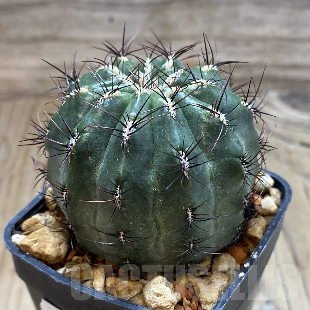 SH18521 Oroya peruviana - Image 2