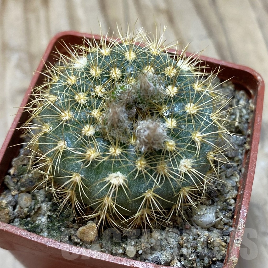 SH18523 Frailea pumila AH 58