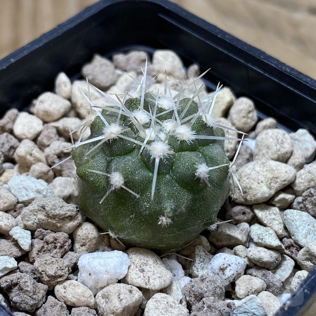 SH18497 Copiapoa cinerea v. albispina PHA 3028 - Image 2