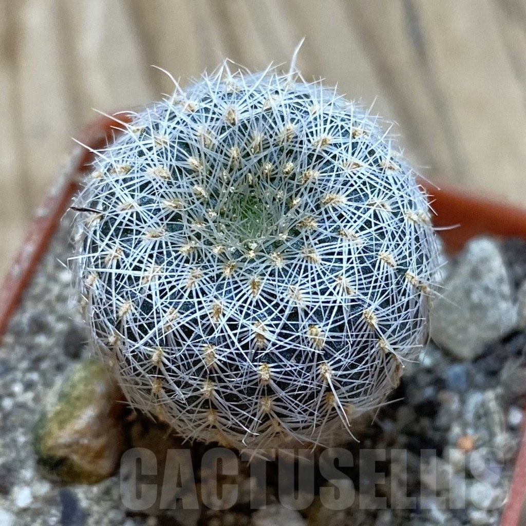 SH18525 Frailea uhligiana