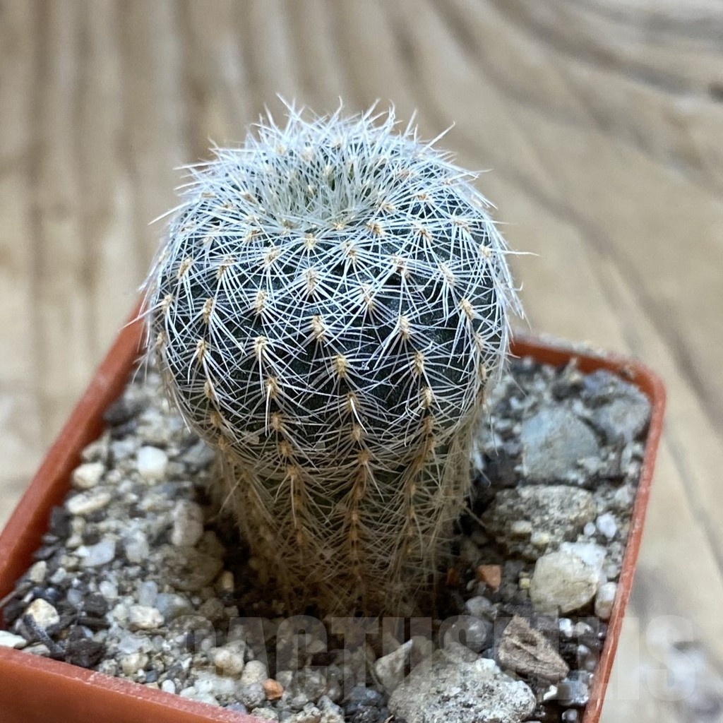 SH18525 Frailea uhligiana - 画像 (2)