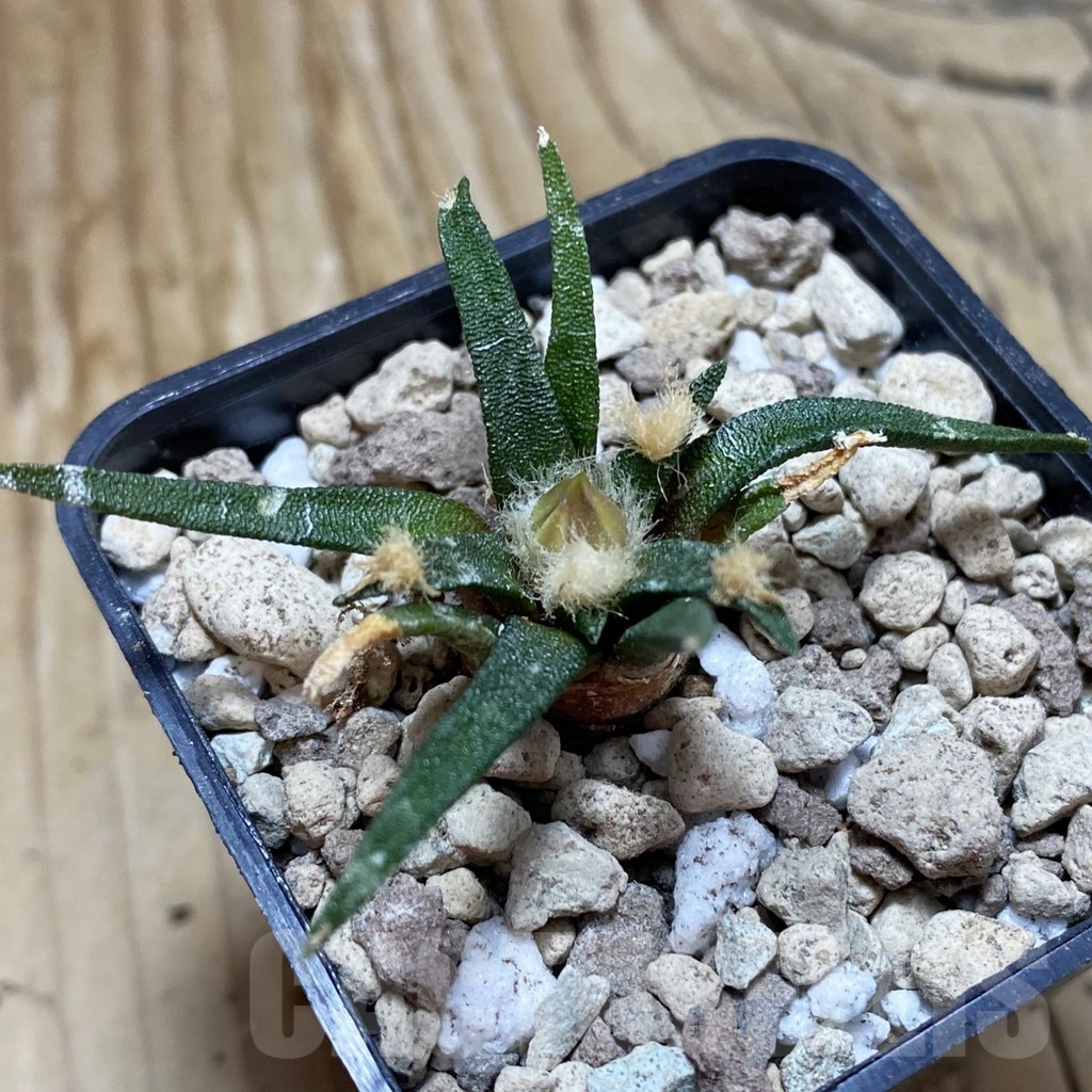 SH18526 Ariocarpus agavoides PP 208, 6 years old