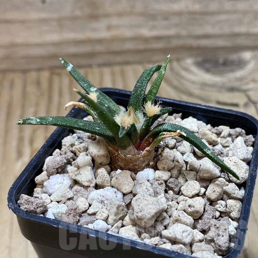 SH18526 Ariocarpus agavoides PP 208, 6 years old - 画像 (2)