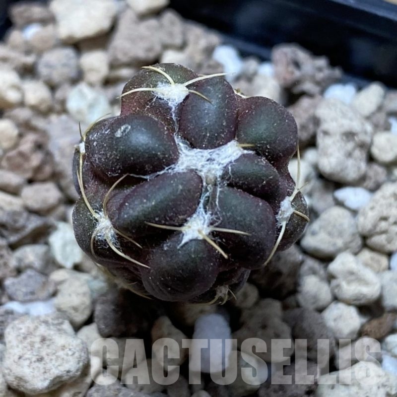 SH18727 Cintia knizei KK 1768