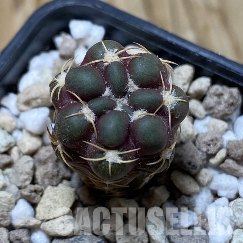 SH18728 Cintia knizei KK 1768