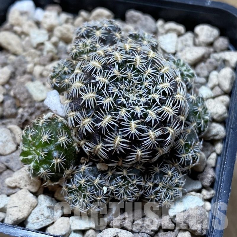 SH18696 Sulcorebutia augustinii LH 1721