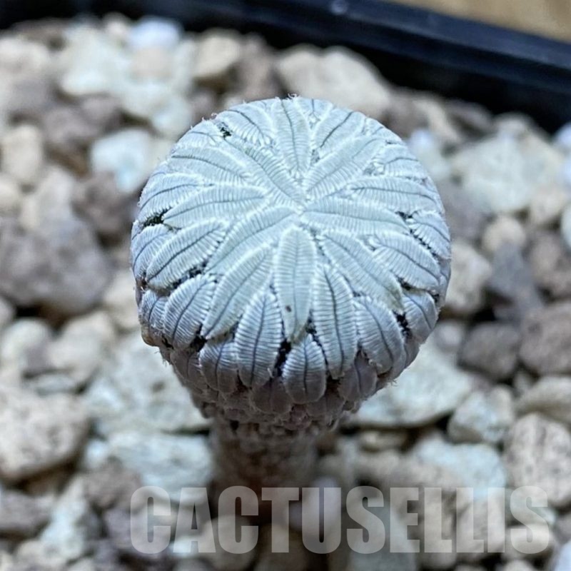 SH18732 Pelecyphora aselliformis LH 374 -Ventura-, own roots