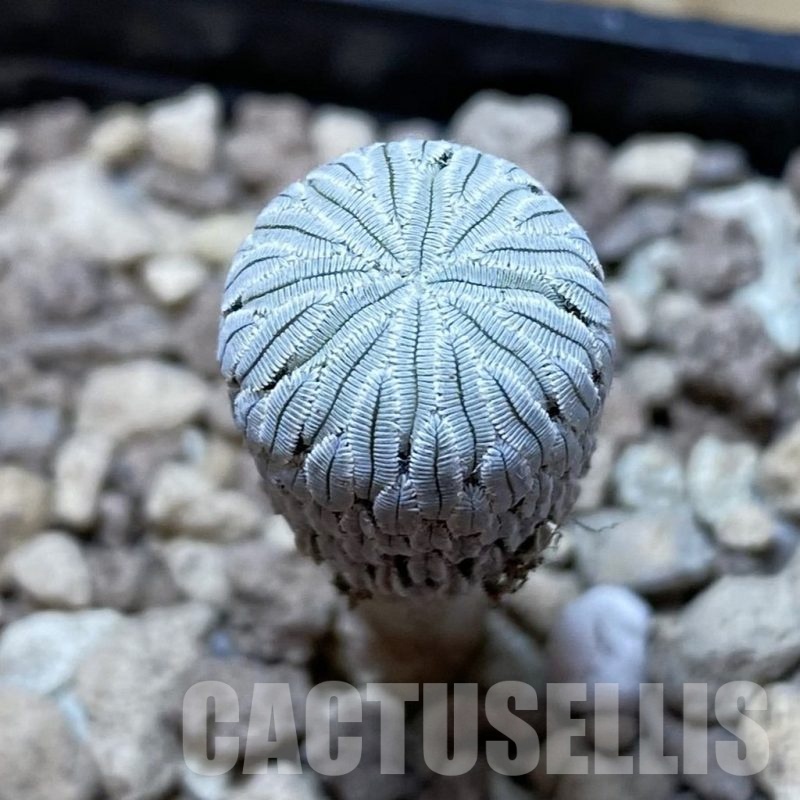 SH18733 Pelecyphora aselliformis LH 374 -Ventura-, own roots