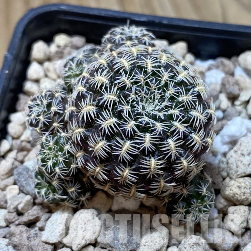 SH18697 Sulcorebutia augustinii LH 1721