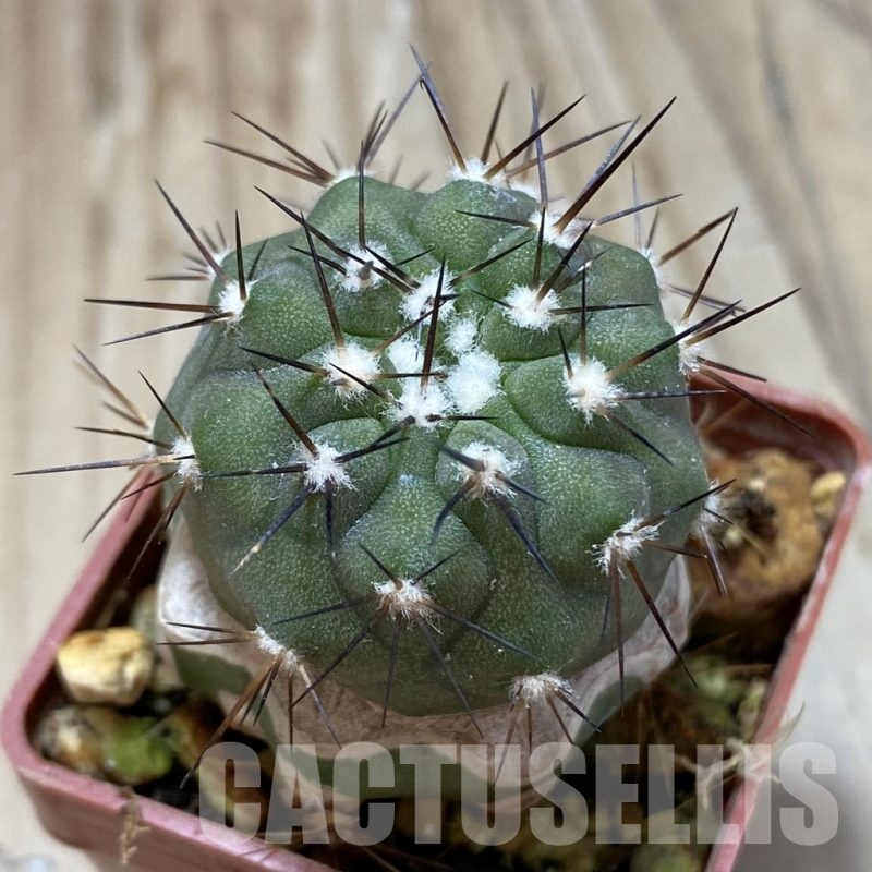 SH18740 Copiapoa calderana PHA 2434, grafted