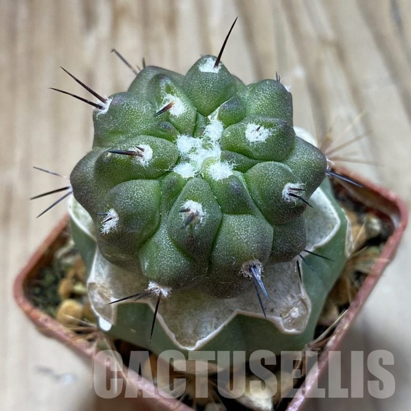 SH18741 Copiapoa cinerea ssp. dealbata PL 133 A , grafted