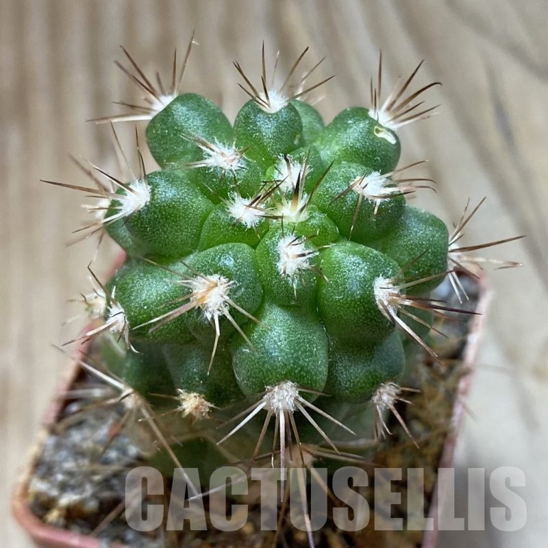 SH18743 Copiapoa coquimbana var. armata PL 128 A , grafted
