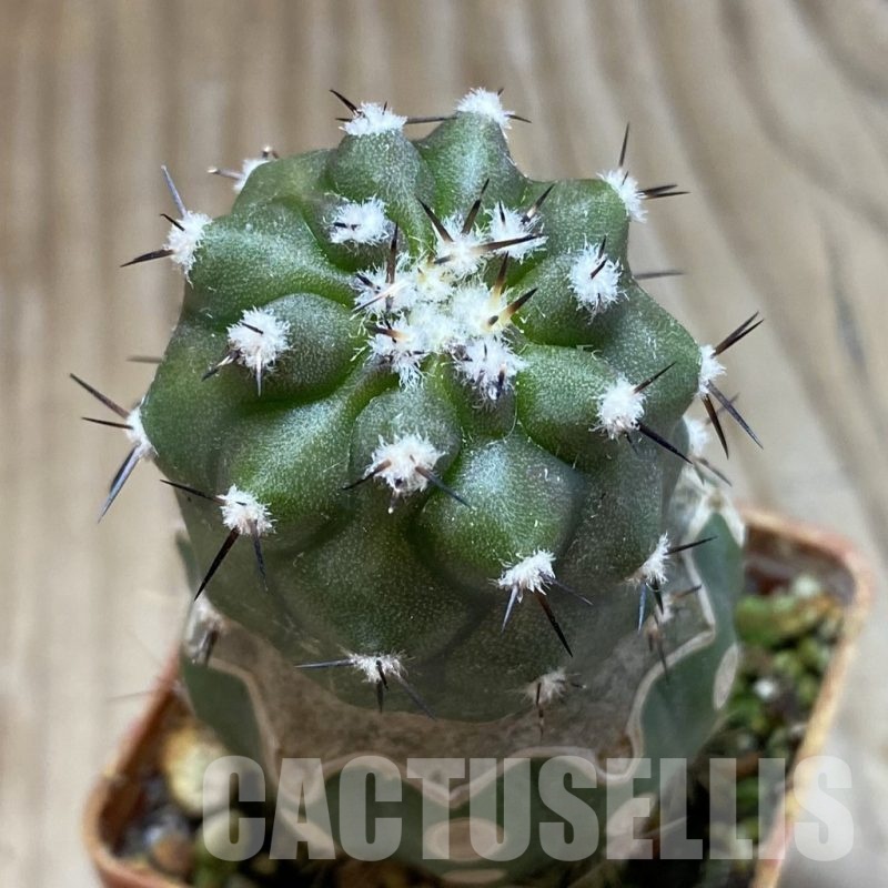 SH18744 Copiapoa cinerea f. inermis PL 143 A , grafted