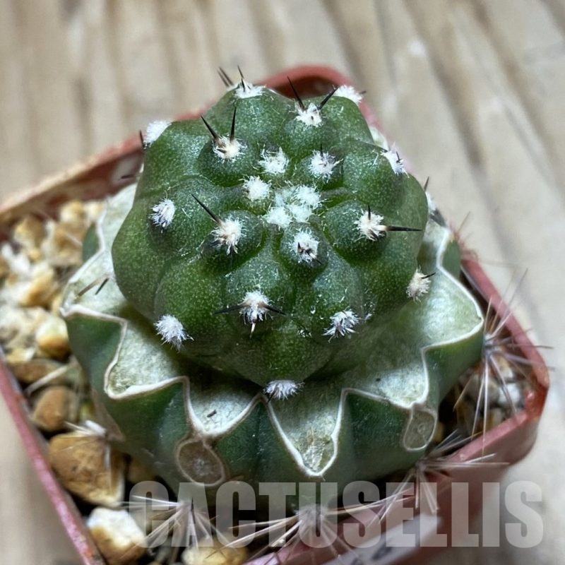 SH18746 Copiapoa cinerea PL 139 A, grafted