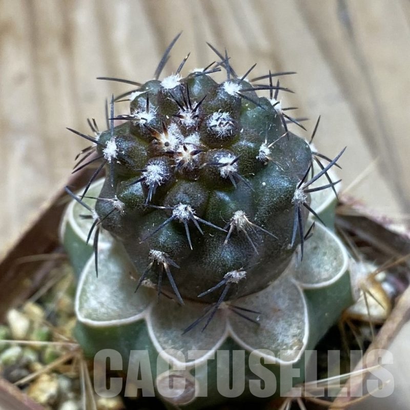 SH18747 Copiapoa griseoviolacea KL 17-041, grafted