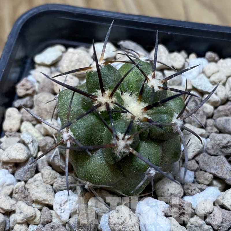 SH18749 Copiapoa coquimbana v. alticostata GCG 15344