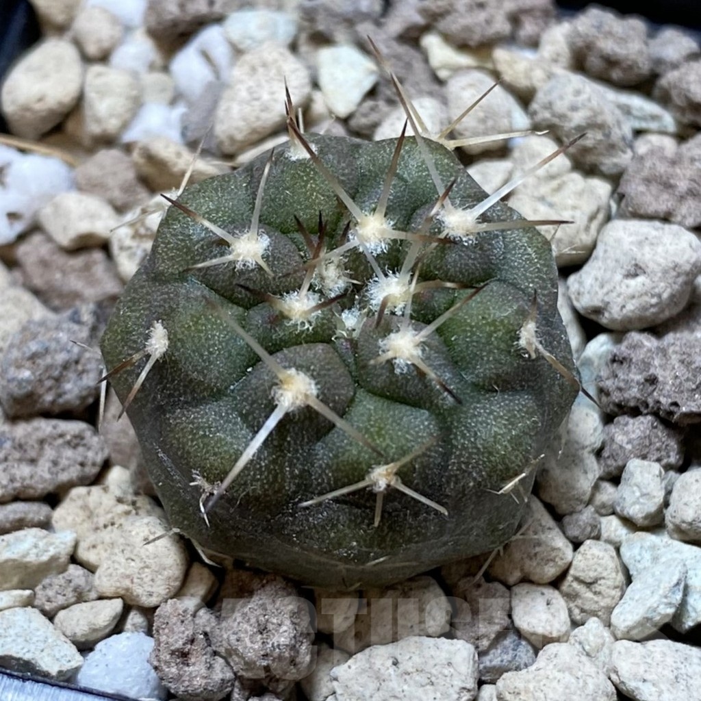 SH18752 Copiapoa cinerea PHA 3028