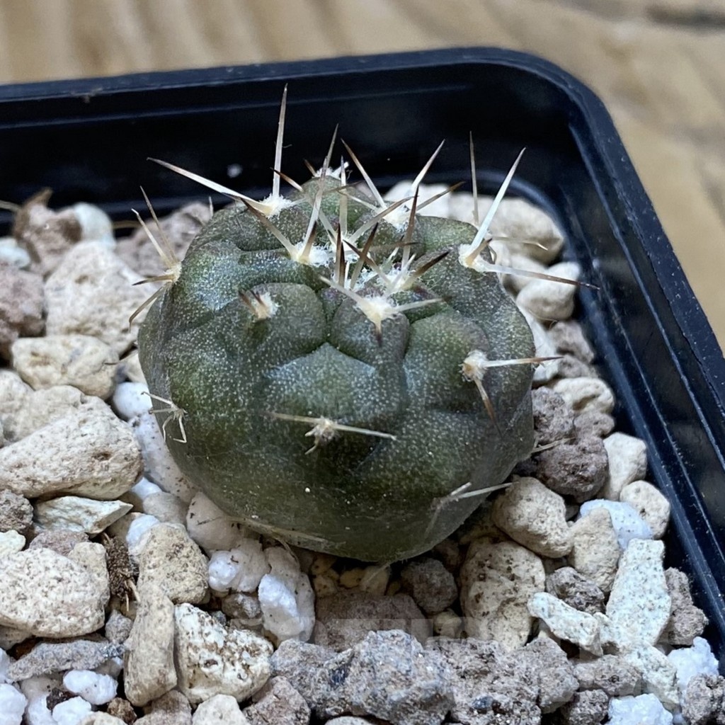 SH18752 Copiapoa cinerea PHA 3028 - Image 2