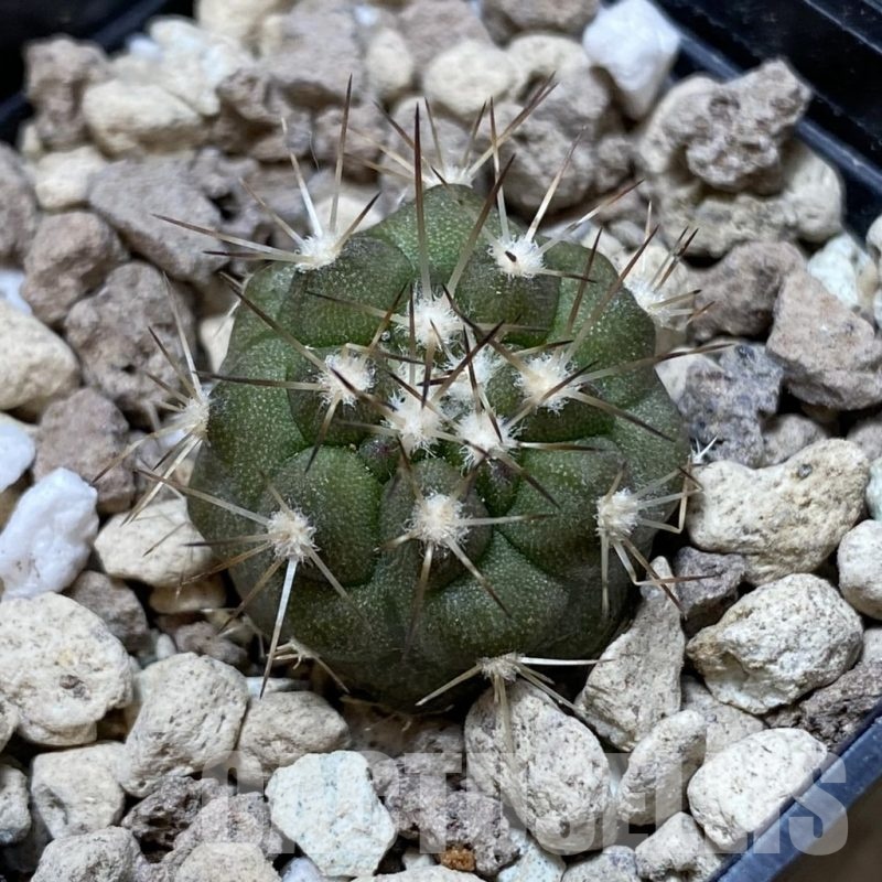 SH18753 Copiapoa cinerea PHA 3028