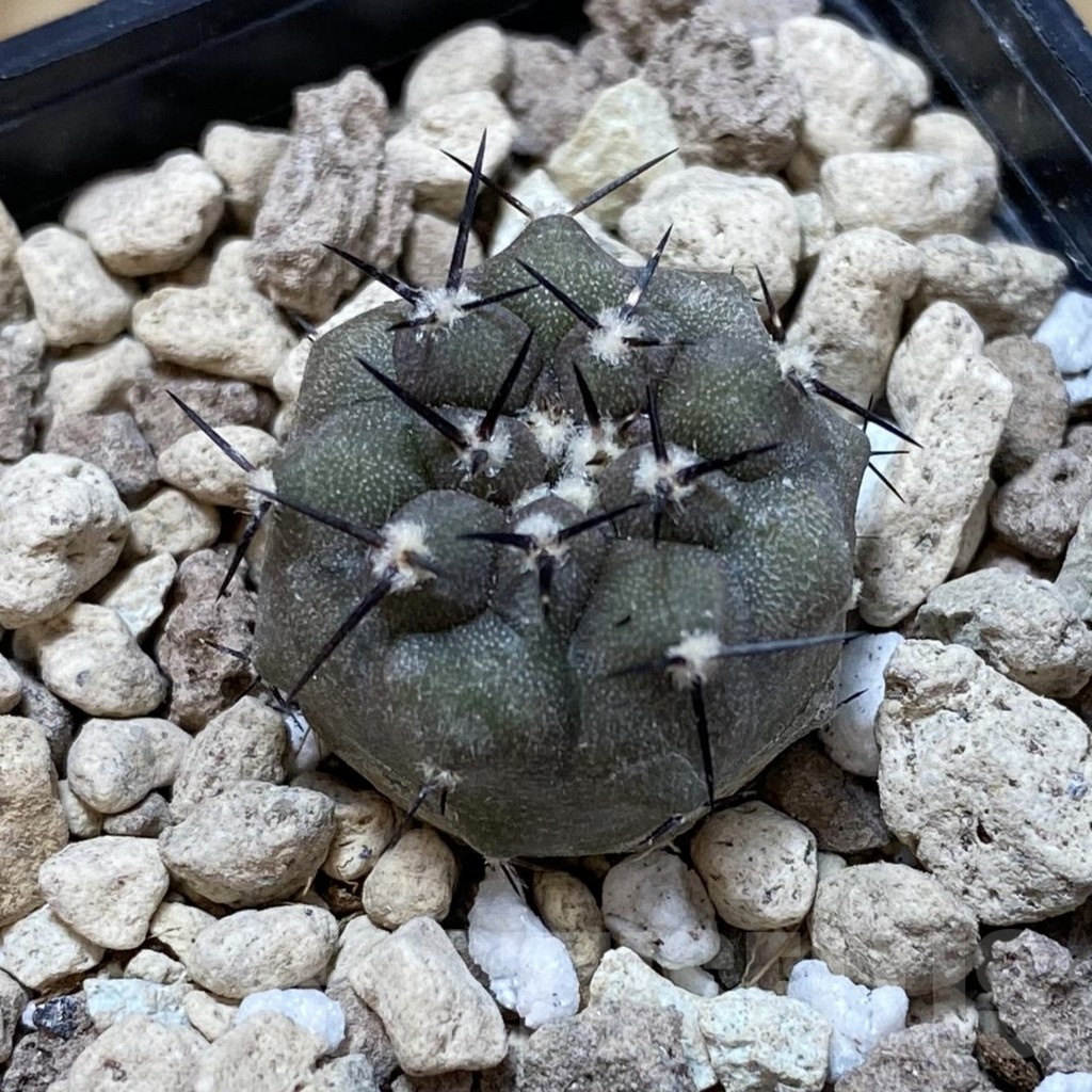 SH18756 Copiapoa cinerea PHA 3068