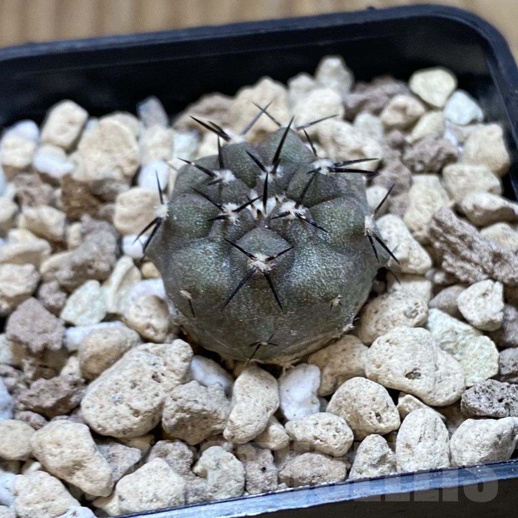 SH18756 Copiapoa cinerea PHA 3068 - Image 2