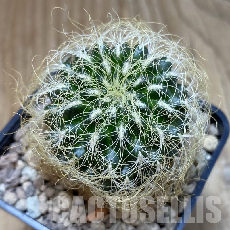 SH18693 Sulcorebutia patriciae